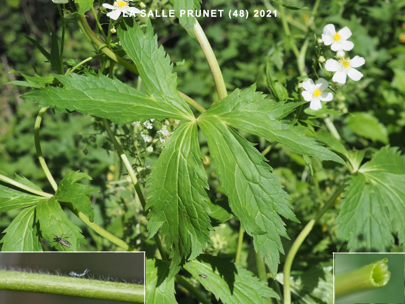 Buttercup, White leaf